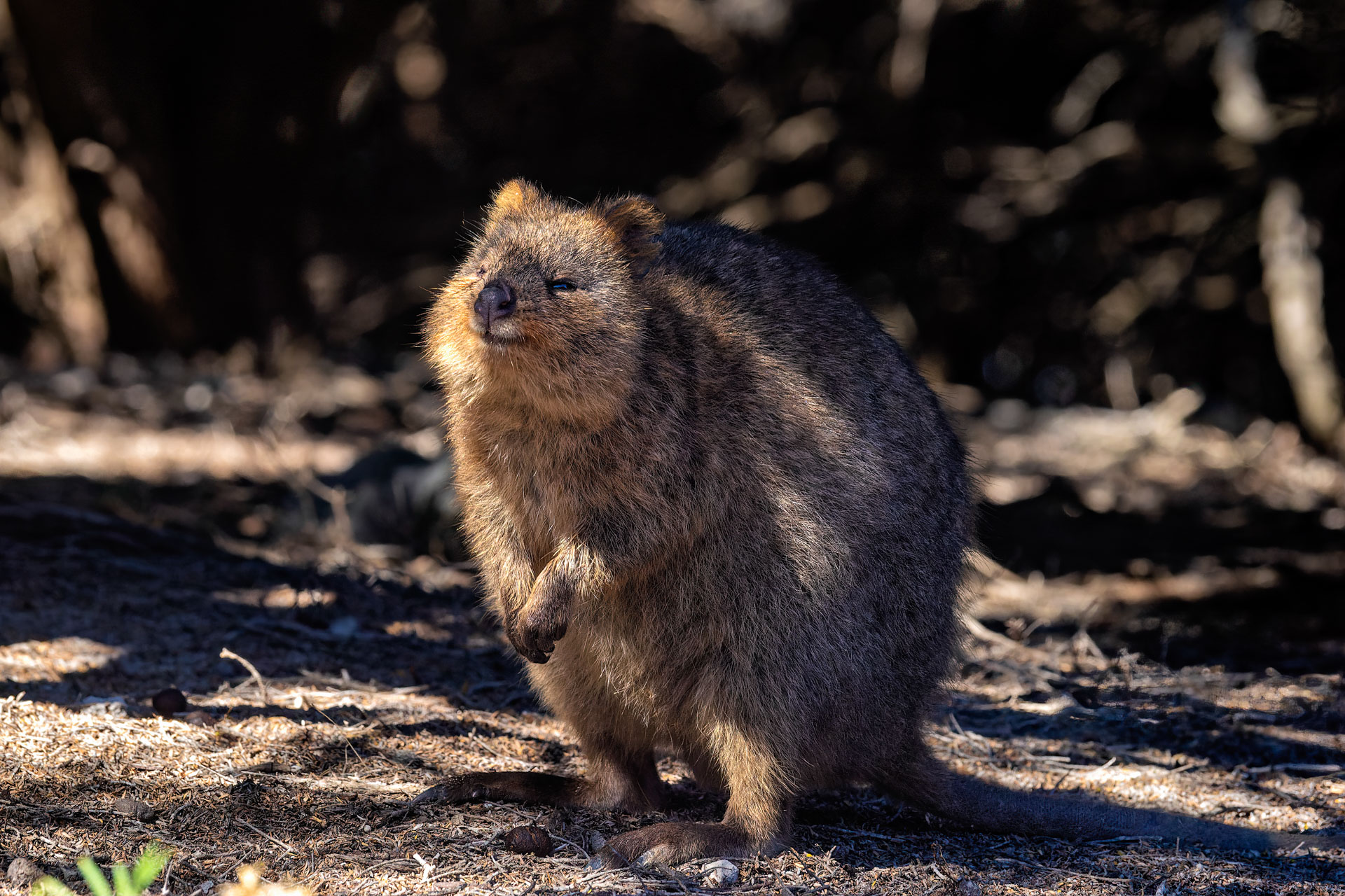 Rottnest Island - Kurzschwanzkänguru